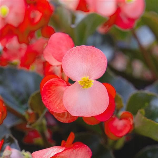 Begonia Whopper Salmon w/ Dark Leaf