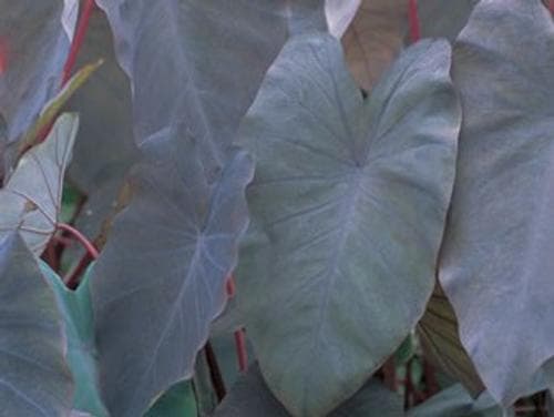 Colocasia Black Magic