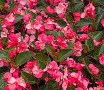 Begonia Big Rose w/ Green Leaf