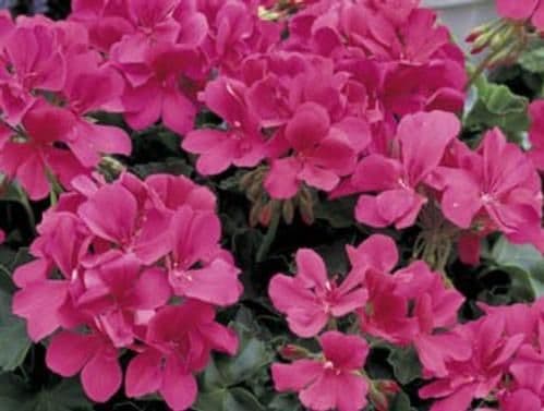 Geranium Ivy Caliente Assorted