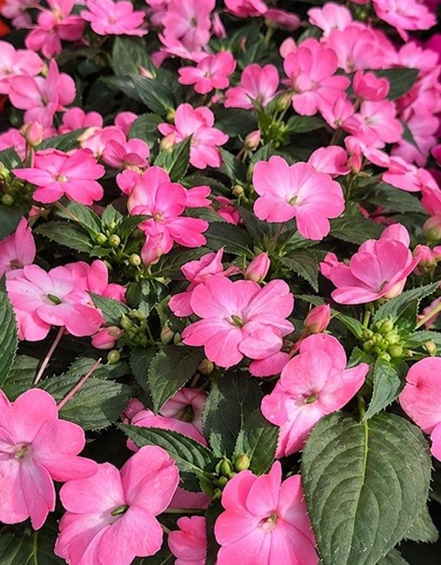 Impatiens Sun Comp Pink Flash