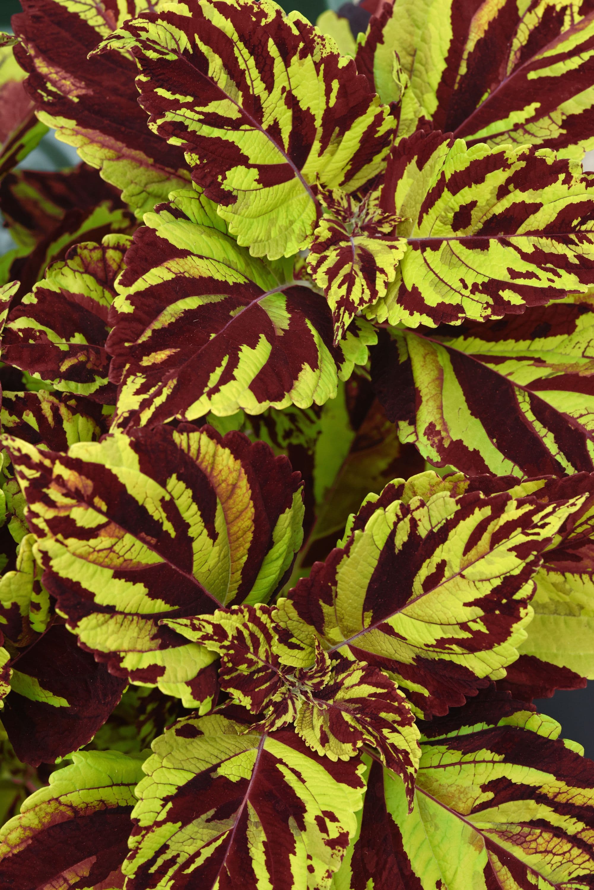 Coleus ChargedUp Prismatic