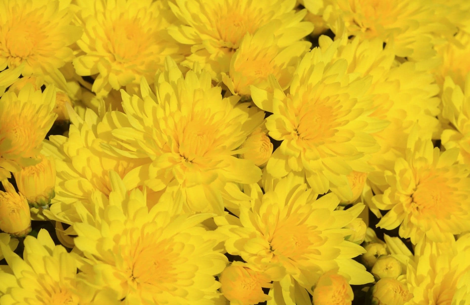Mum Yellow