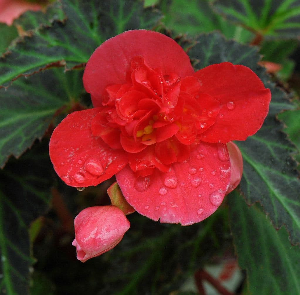 Begonia Iconia First Kiss Hot Pink