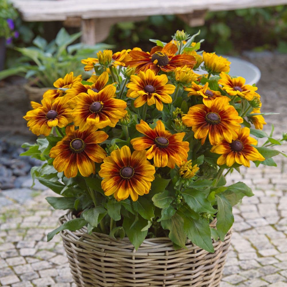 Rudbeckia Sunbeckia Luna
