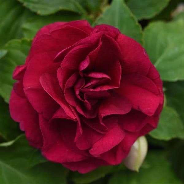 Impatiens Glimmer Burgundy