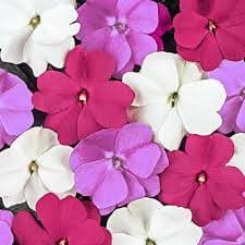 Impatiens NG Super Sonic Assorted