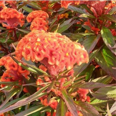 Celosia Twisted Orange Dark Leaf