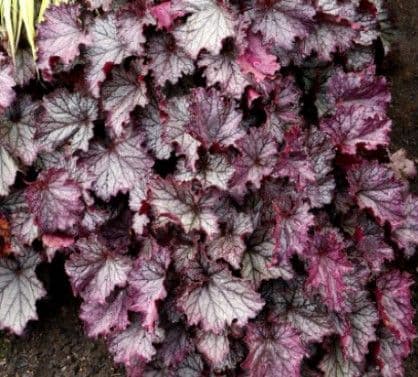 Heuchera Northern Exposure Purple