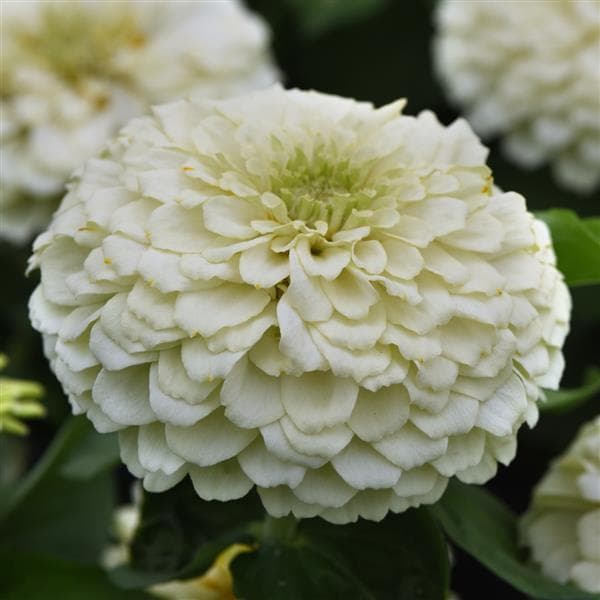 Zinnia Zesty White