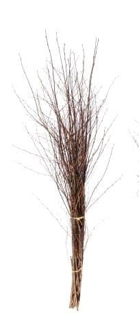 Birch Large Natural 40"-48"