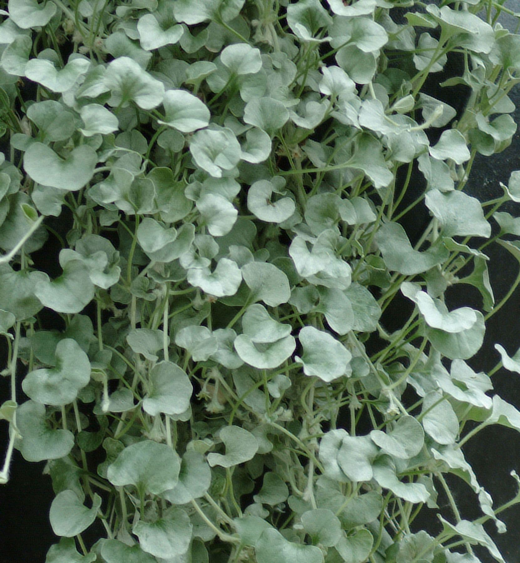 Dichondra Silver Falls