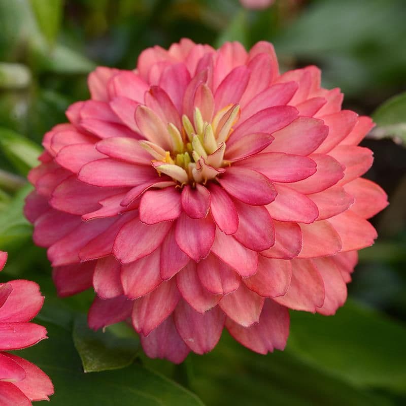 Zinnia Zahara Double Salmon