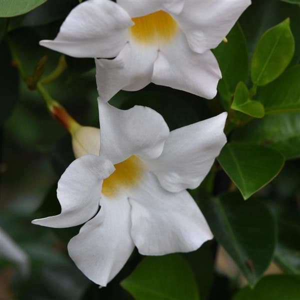 Mandevilla SunParasol Original White