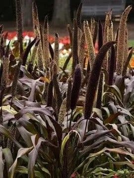 Pennisetum Millet Copper Prince