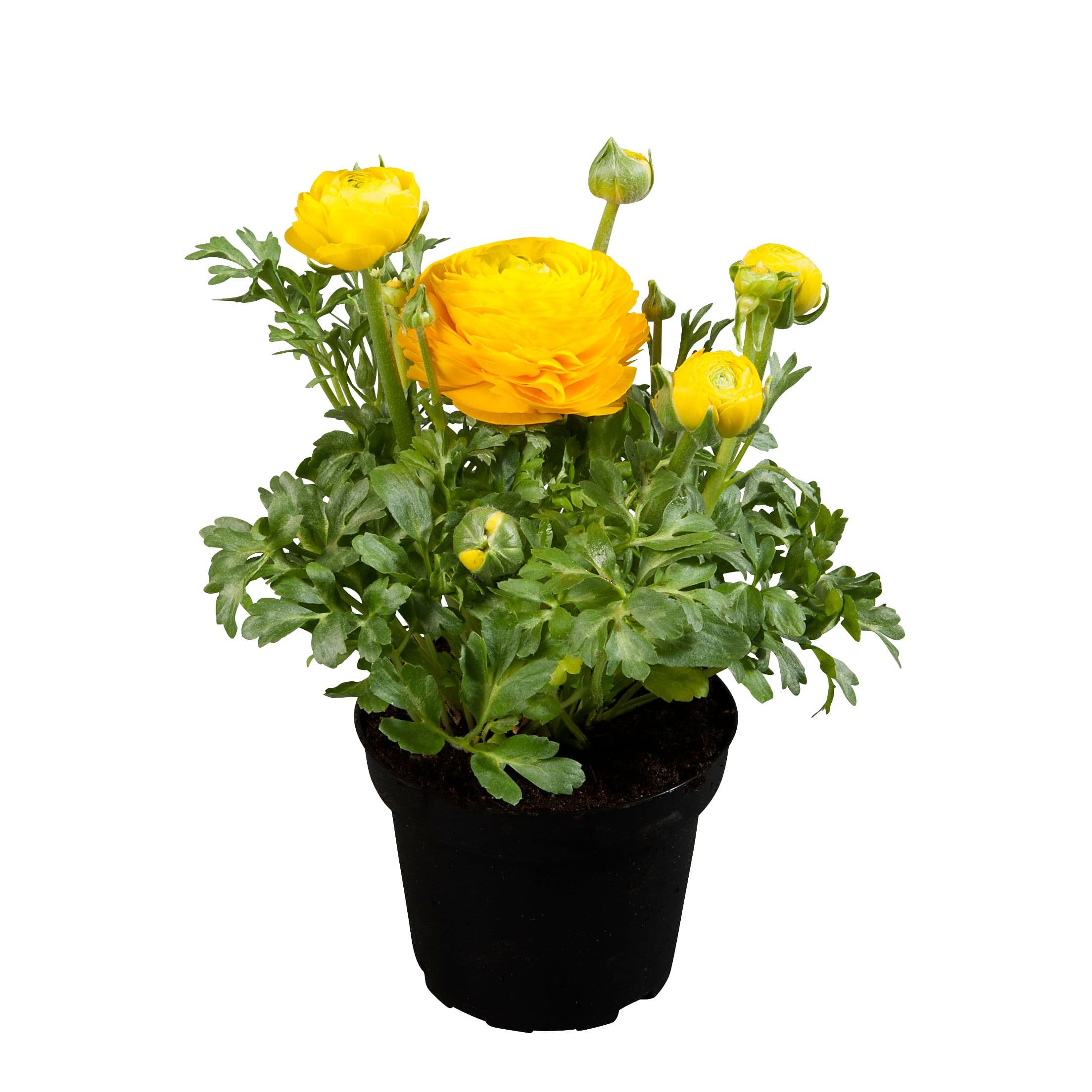 Ranunculus Sprinkles Yellow