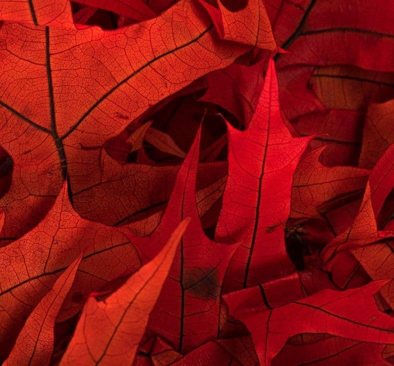 Oak Leaves Persimmon Preserved 24"