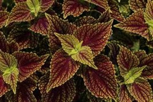 Coleus Coleosaurus