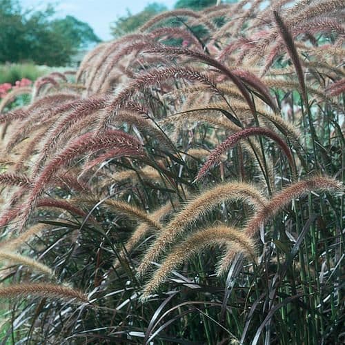 Pennisetum Purple Fountain Grass