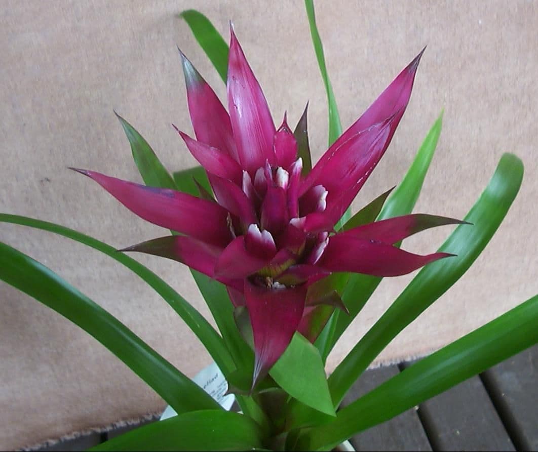 Bromeliad Guzmania Purple