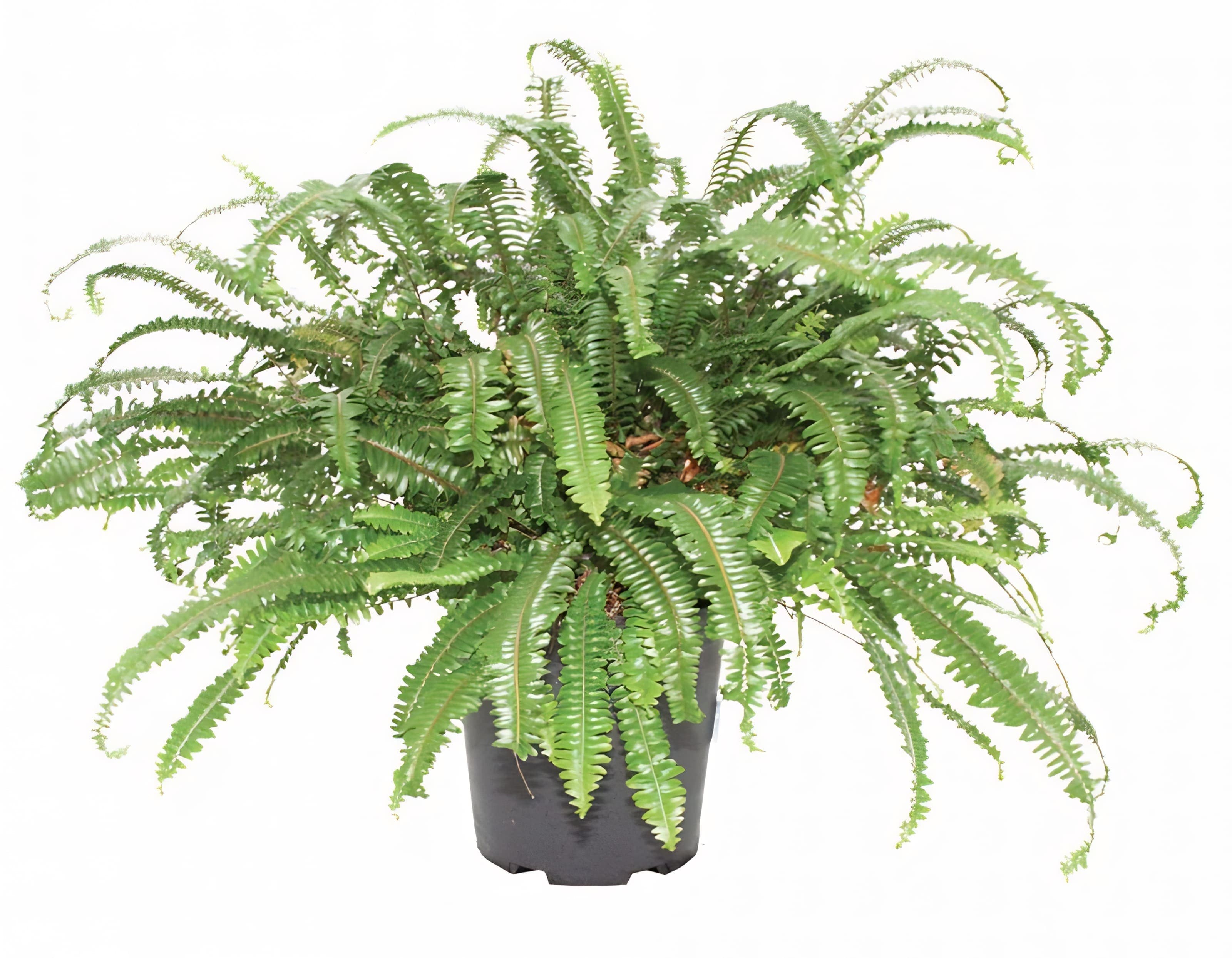 Fern Shiva