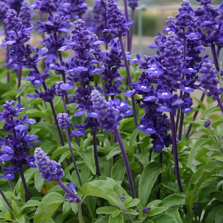 Salvia Candle Midnight