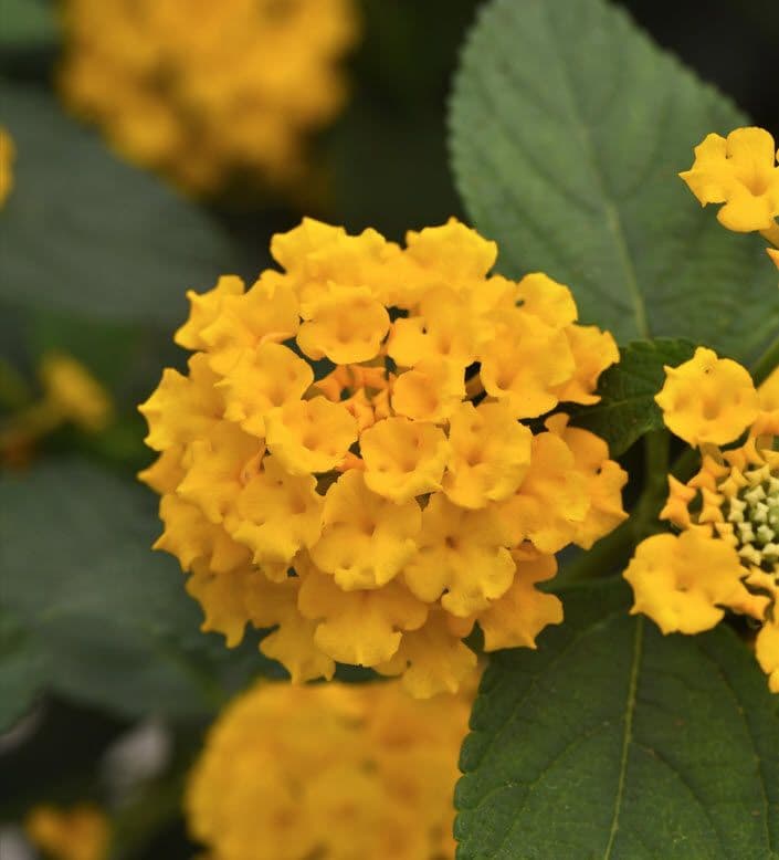 Lantana Landmark Gold