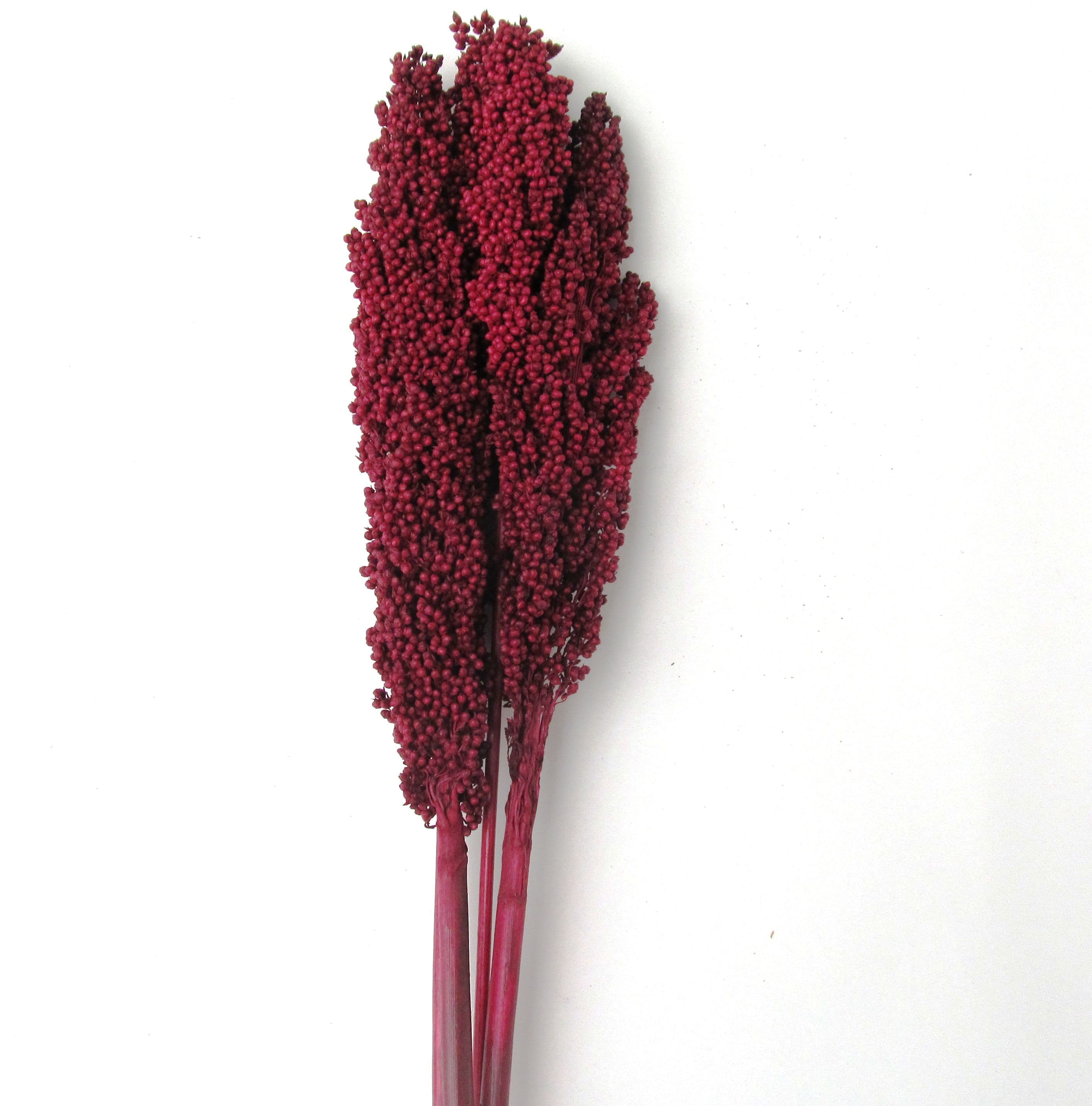 Milo Berries Merlot 28"