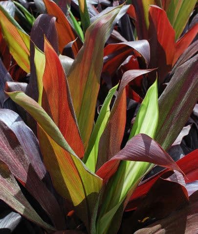 Cordyline Black Magic
