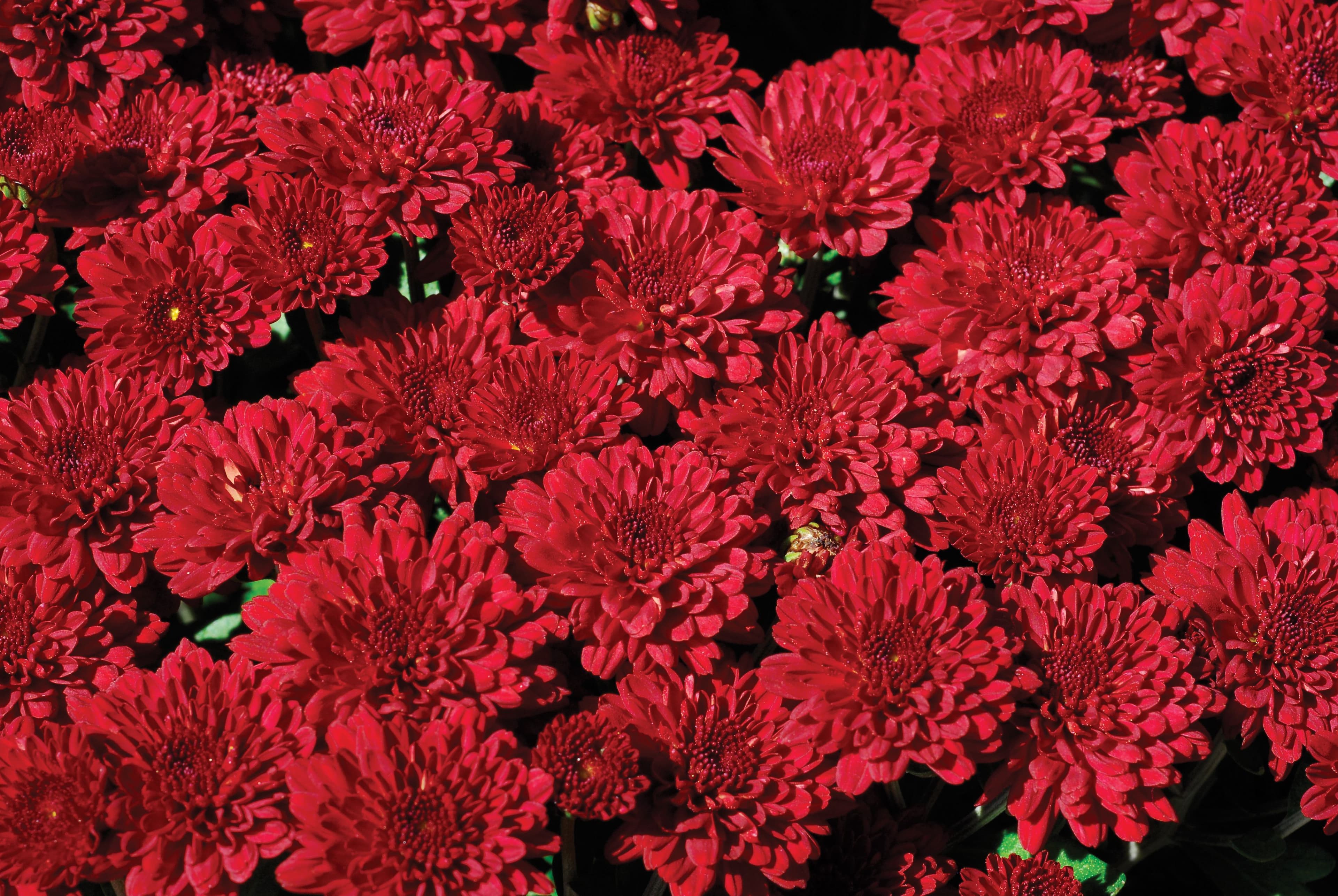 Mum Red
