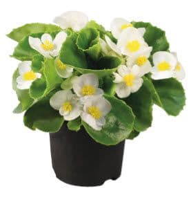 Begonia Super Olympia White