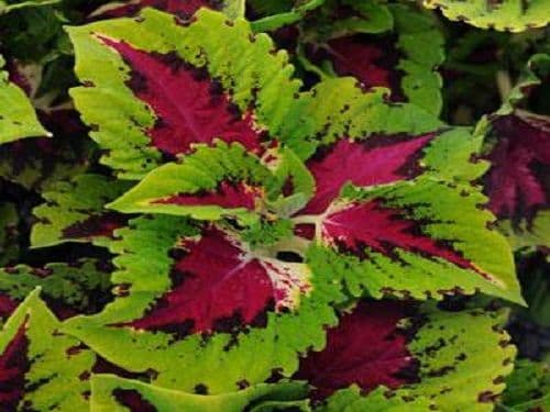 Coleus Kong Jr Rose