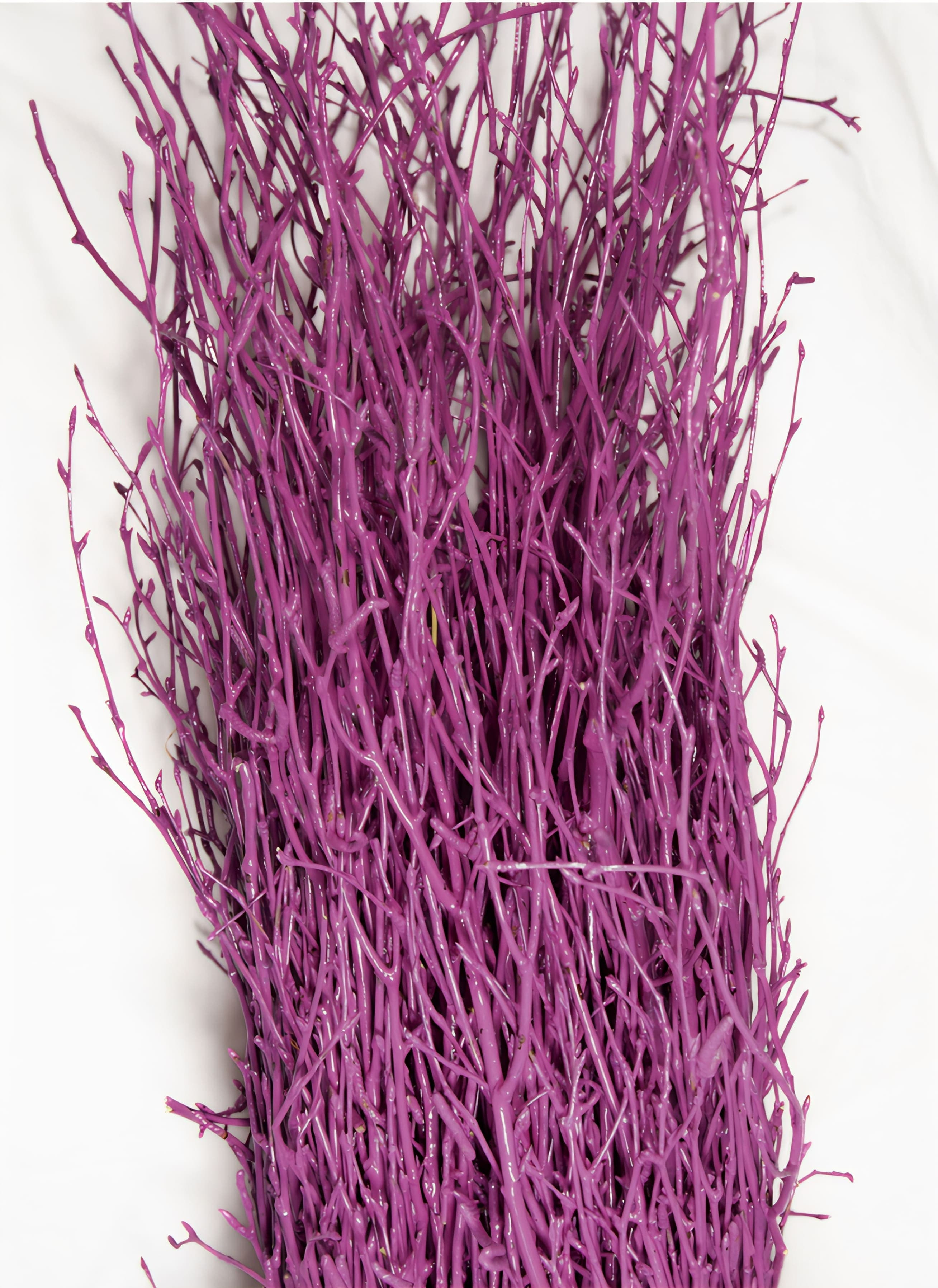 Birch Large Painted Purple 40"-48"
