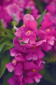 Snapdragon Snapshot Purple