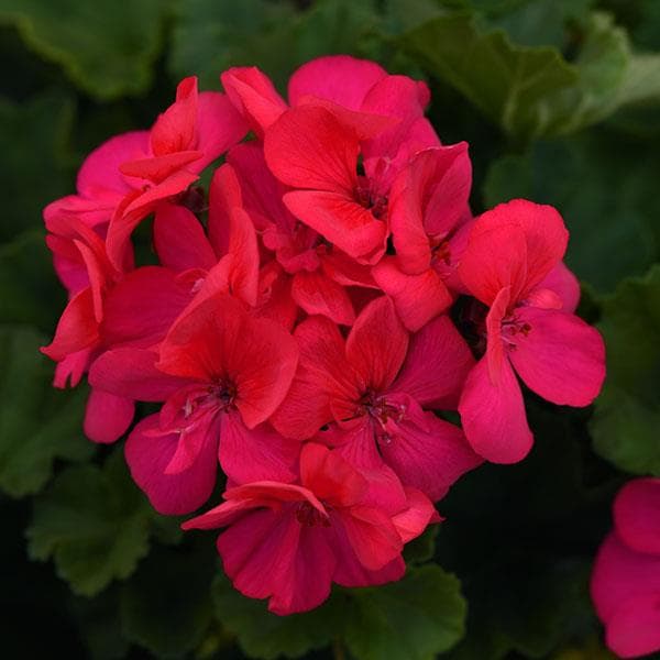 Geranium Moonlight Dark Fuchsia