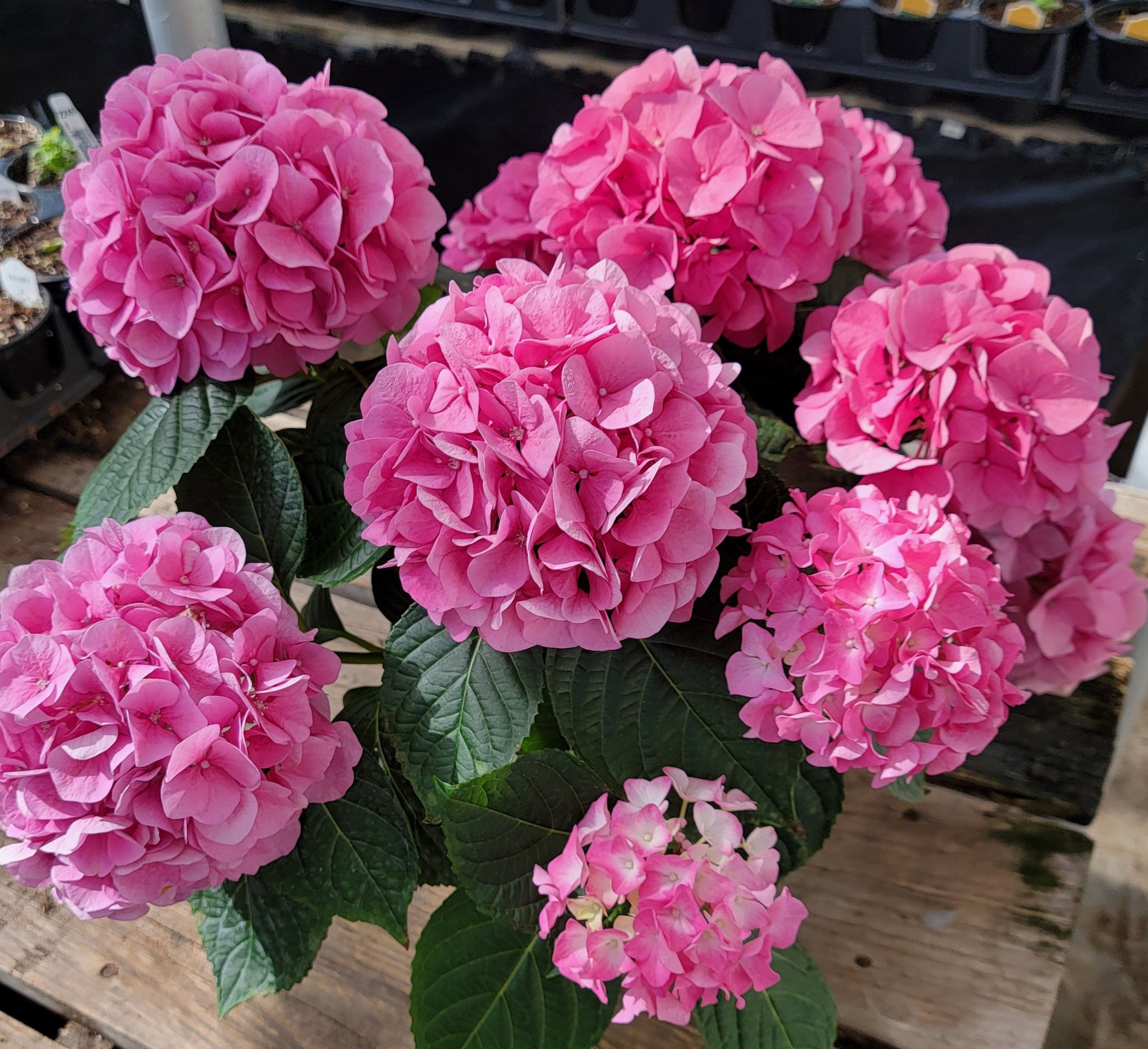 Hydrangea Sarena Pink
