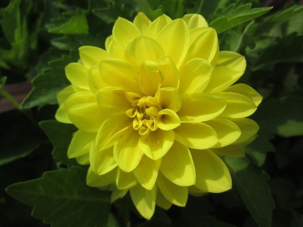 Dahlietta Julia Yellow