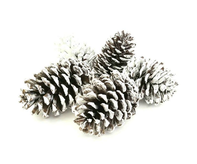 Pine Cone Sugar White Loose
