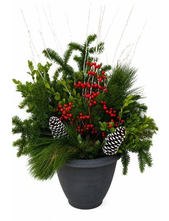Winter Container Premium