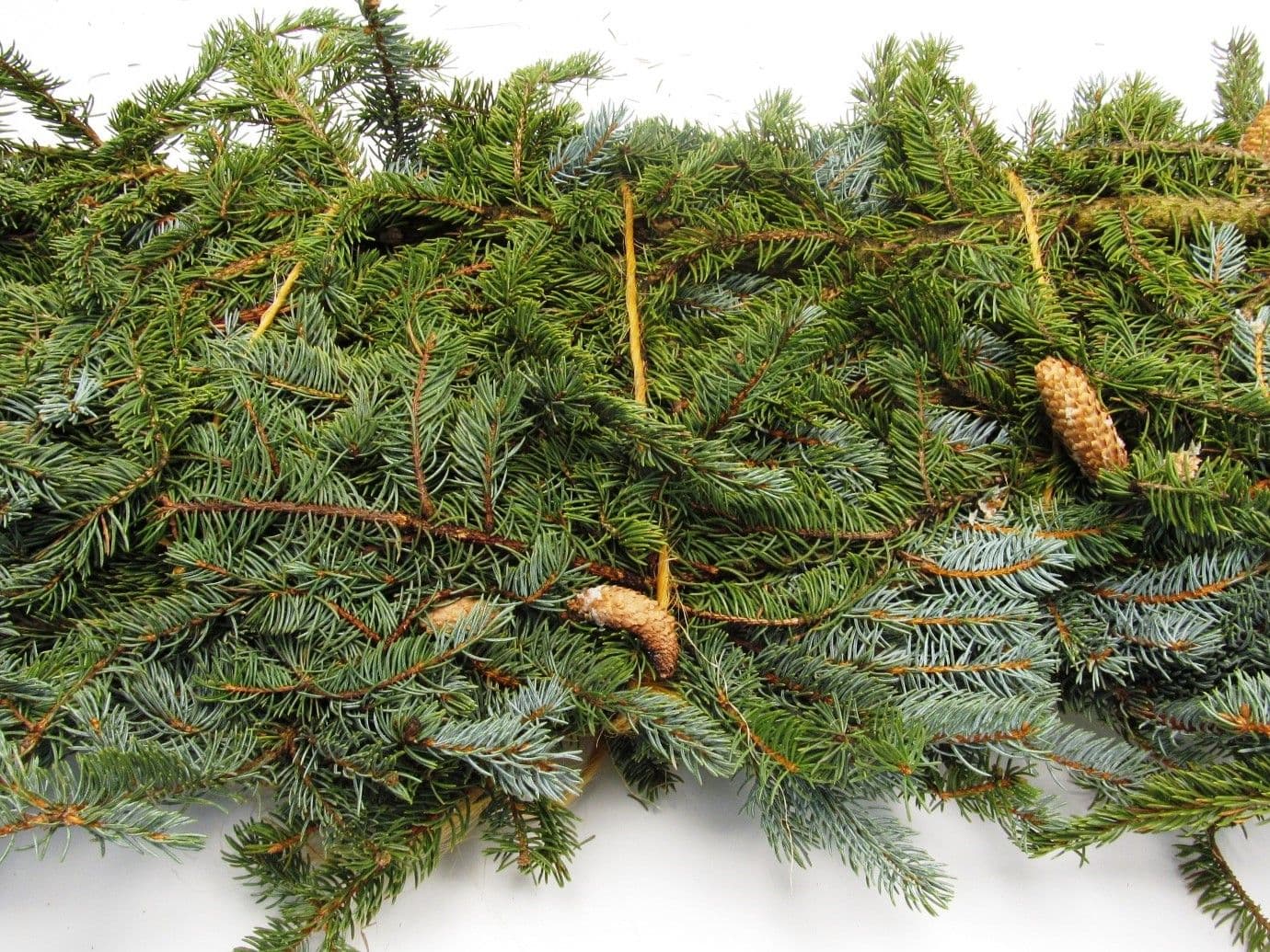 Blue Spruce Colorado