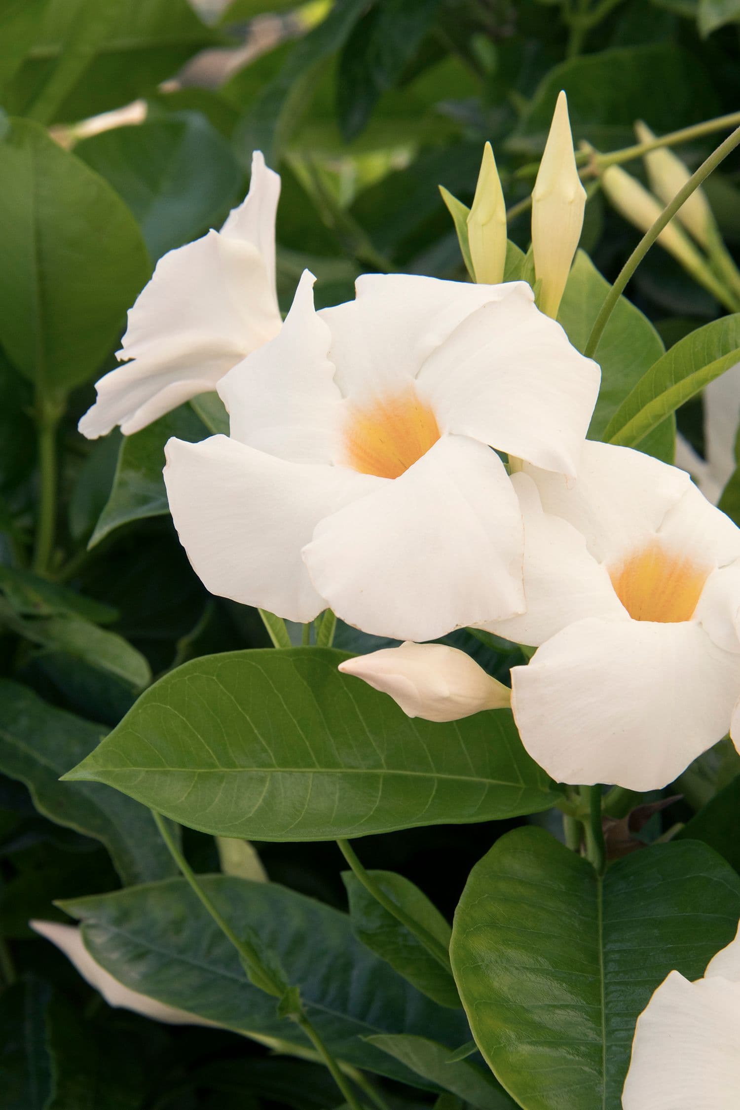 Mandevilla Teepee SunParasol Giant White