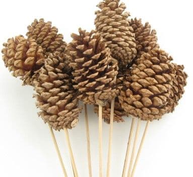 Pine Cone Large Natural