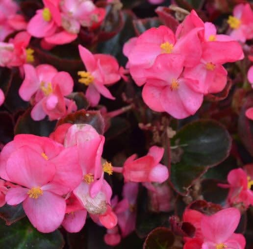 Begonia Cocktail Tequila Rose