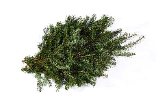 Balsam Bale