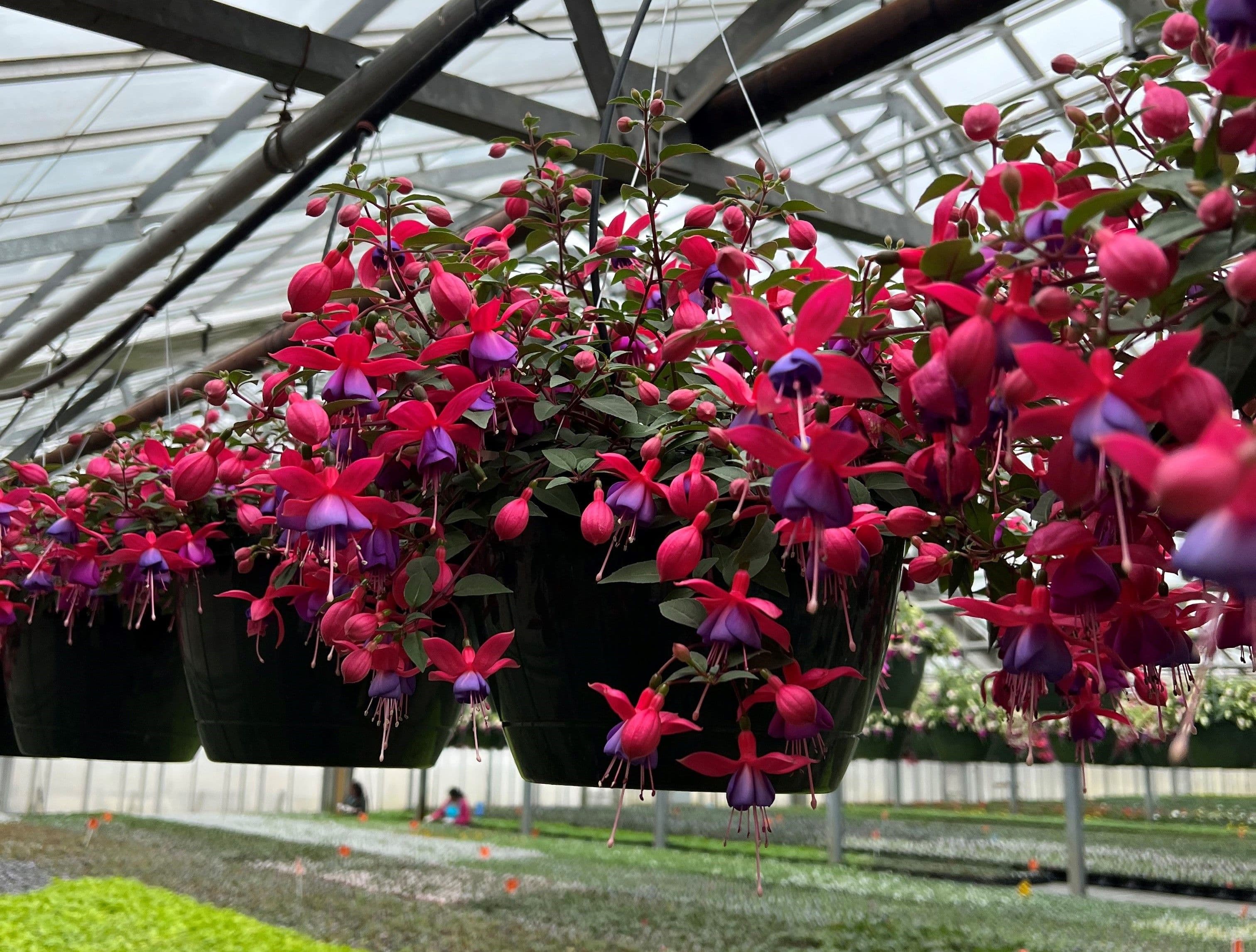 Fuchsia Assorted