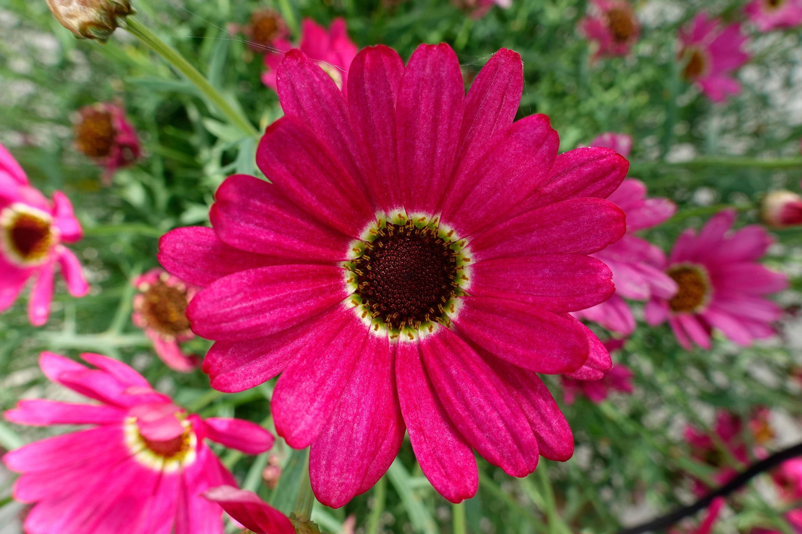 Argyranthemum Grand Daisy Dark Pink