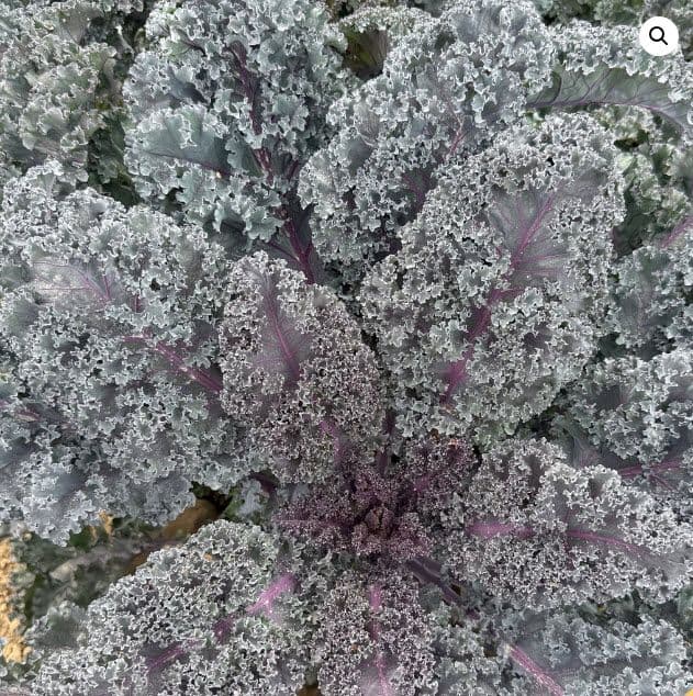 Kale Rubybor F1