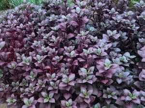 Alternanthera Purple Prince