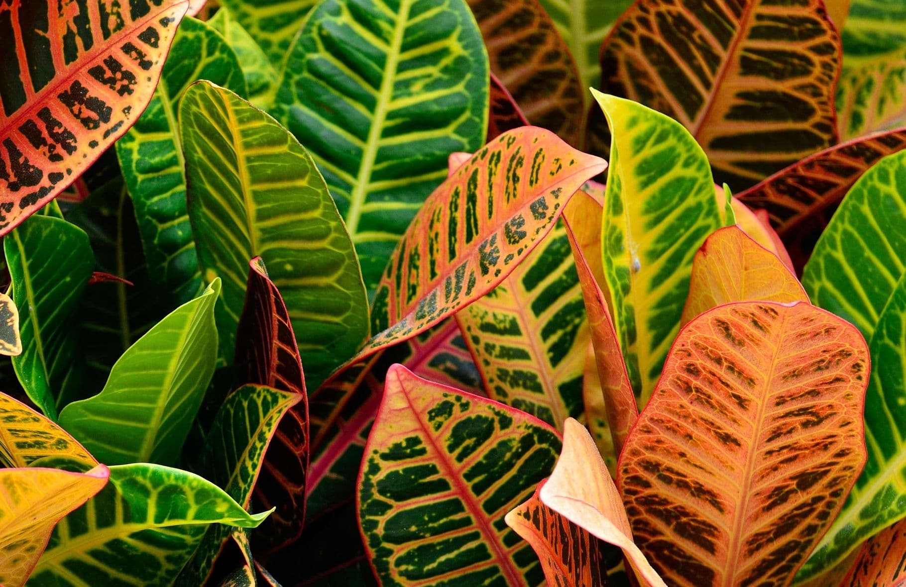 Croton Petra