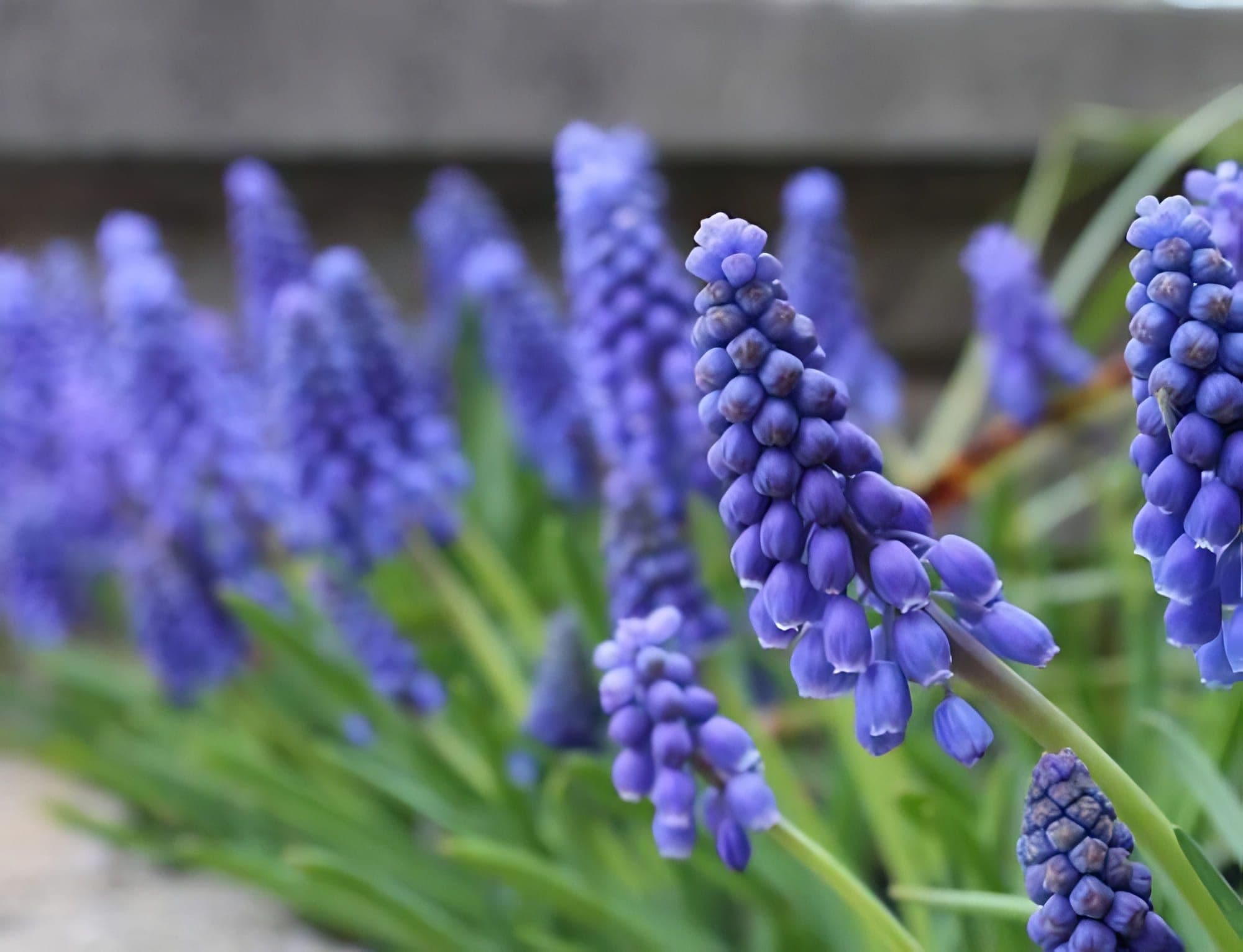 Muscari Blue